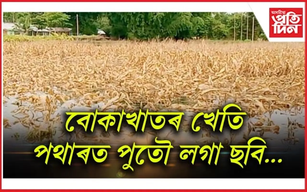 কৃষিখণ্ডত কি কৰি আছে মন্ত্ৰী অতুল বৰাই‌? পথাৰ এৰিছে বোকাখাতৰ কৃষক পৰিয়ালে...